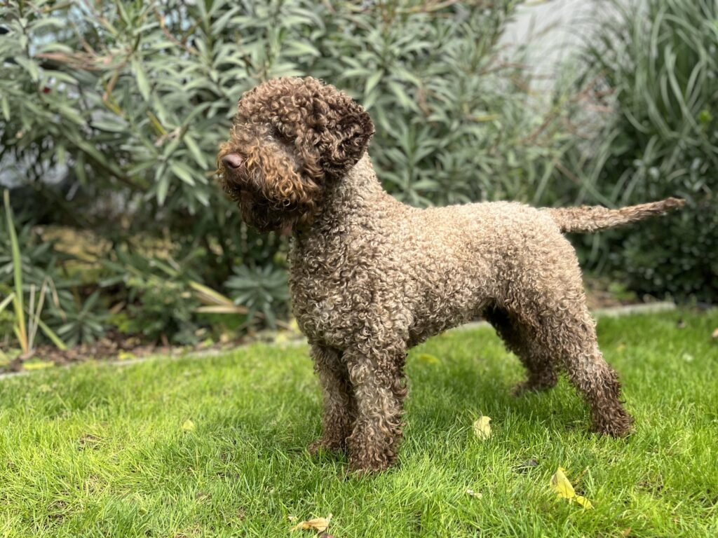 Lagotto színe