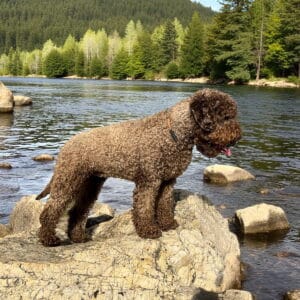 A lagotto szőrzete. Minden lagotto göndör szőrű?