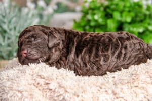 Lagotto puppy